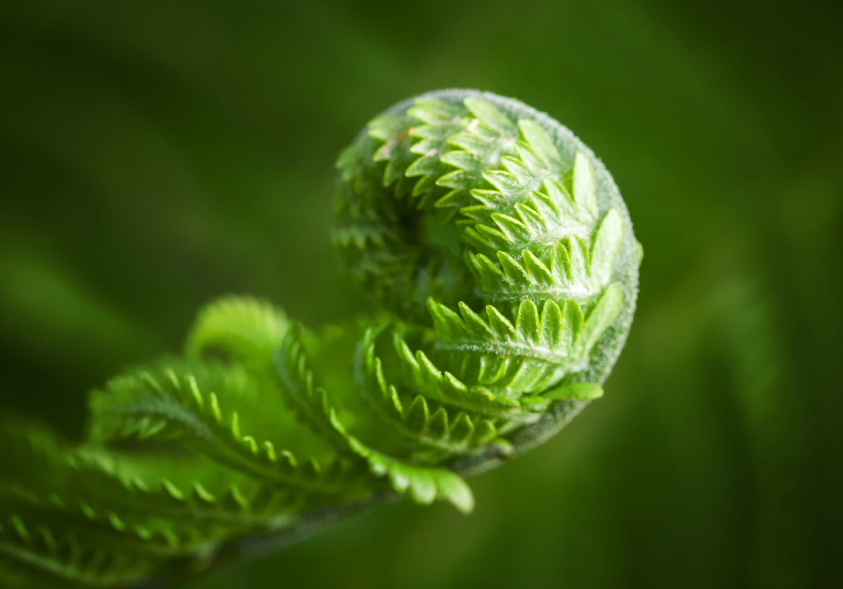 Macro photo of young fern sprout with selective focus