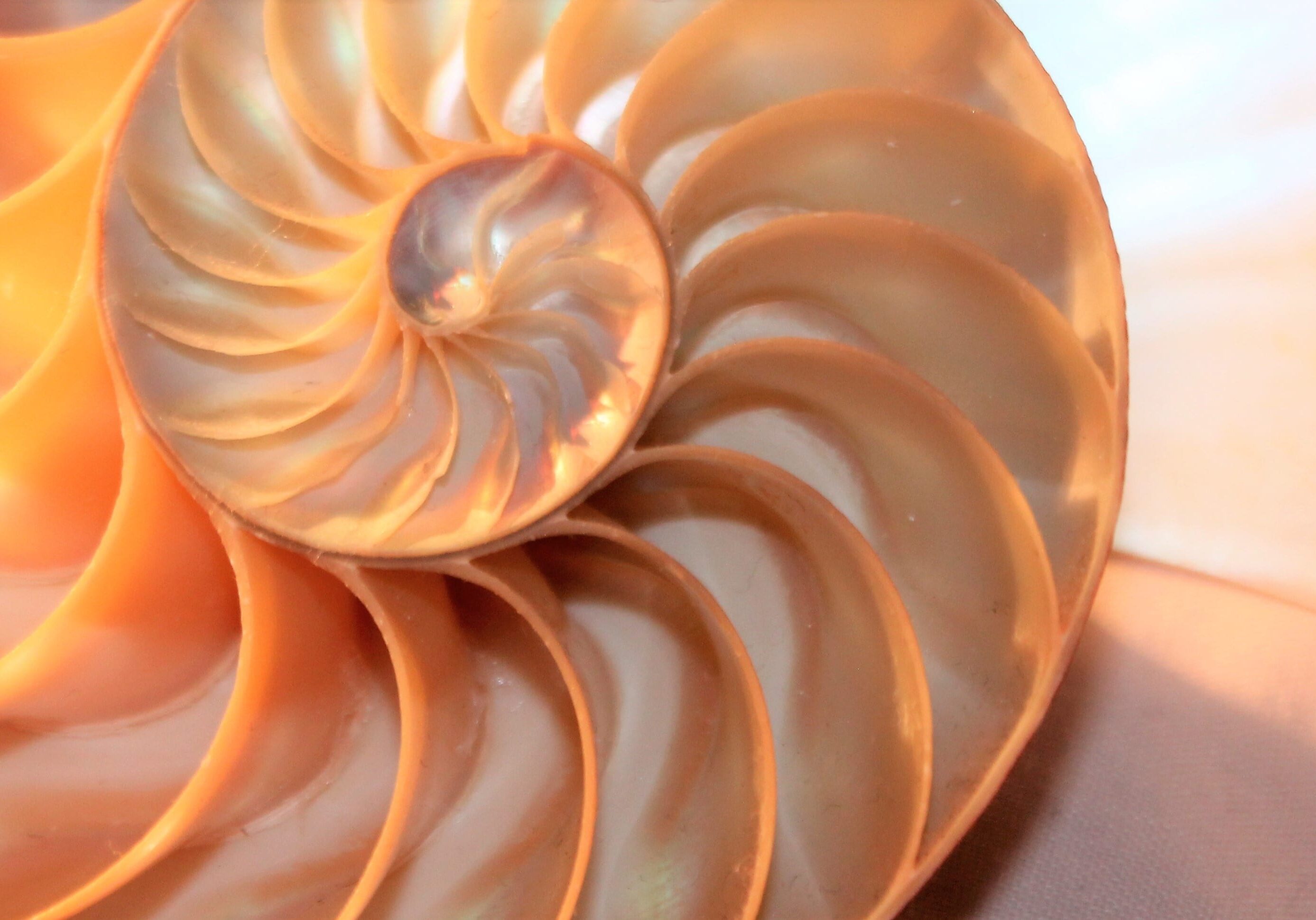 nautilus shell Fibonacci symmetry cross section spiral structure growth golden ratio